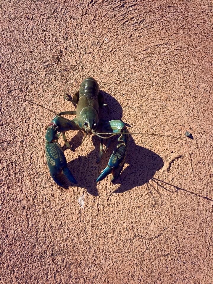 Yabby Fishing : A Short Tutorial On How To Catch a Big One