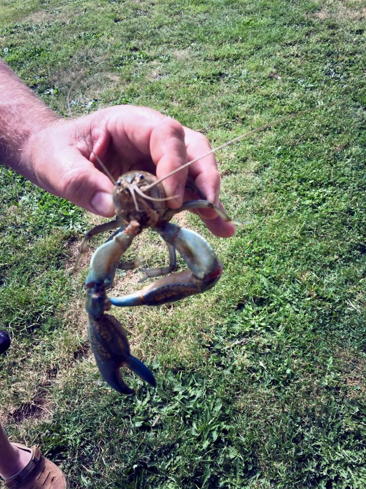 Yabby Fishing : A Short Tutorial On How To Catch a Big One