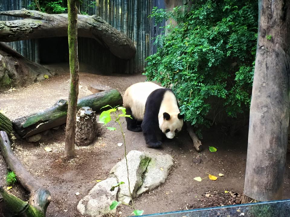 San Diego Zoo With Kids : A Wild Panda Adventure