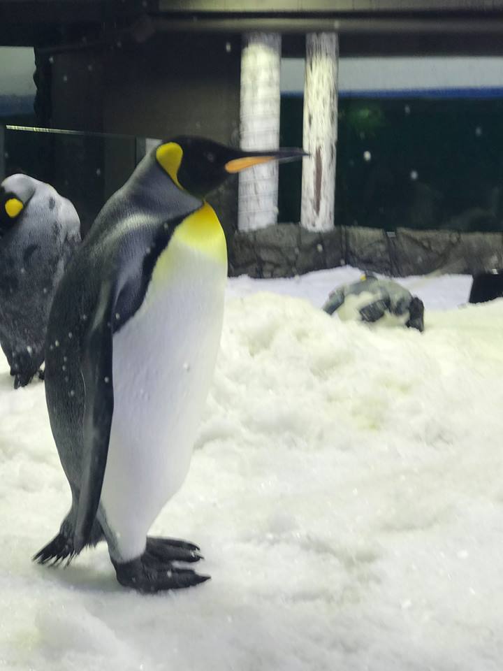 SEA LIFE Sydney Aquarium Penguin Expedition : An Immersive Ride-Through Adventure