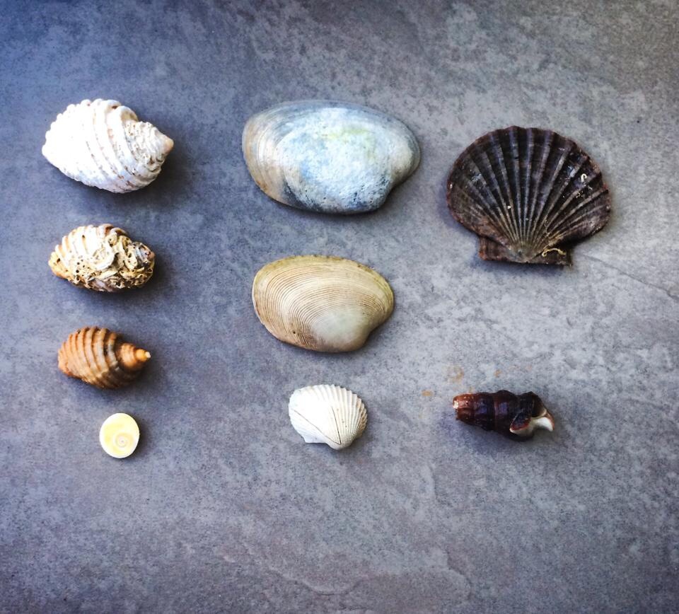 See how many different shells we can find at the beach