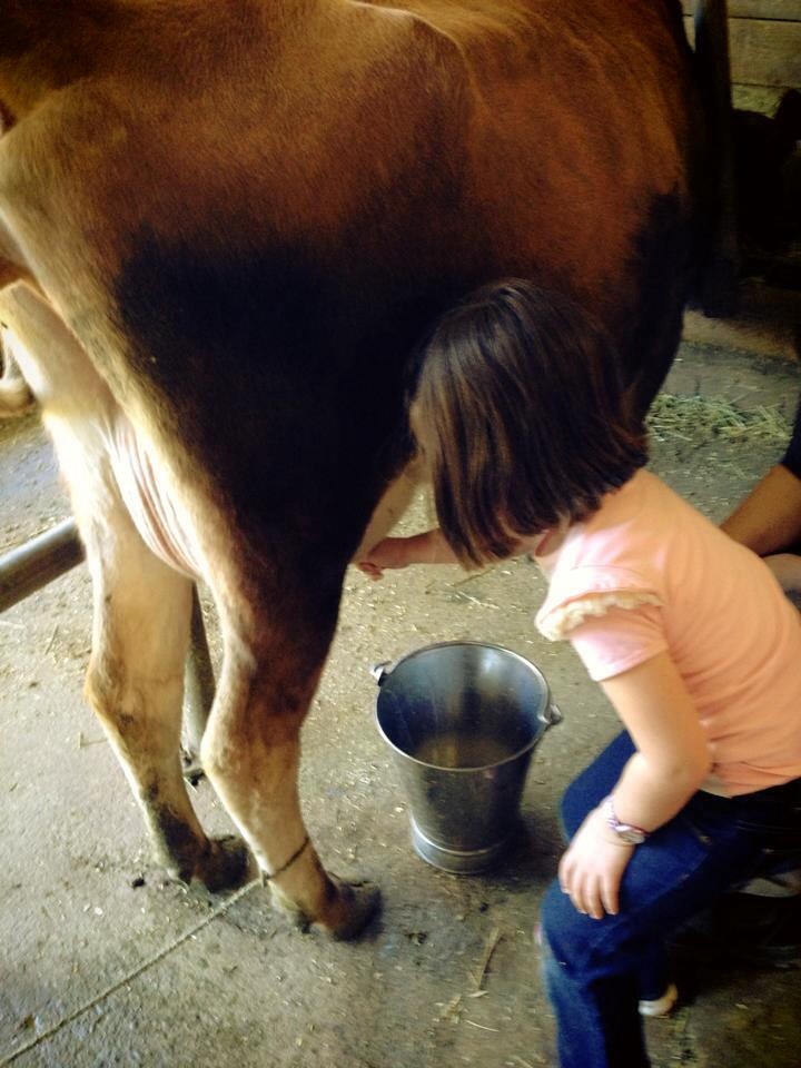 14. Milk a cow by hand – Golden Ridge Animal Farm - The Kid Bucket List