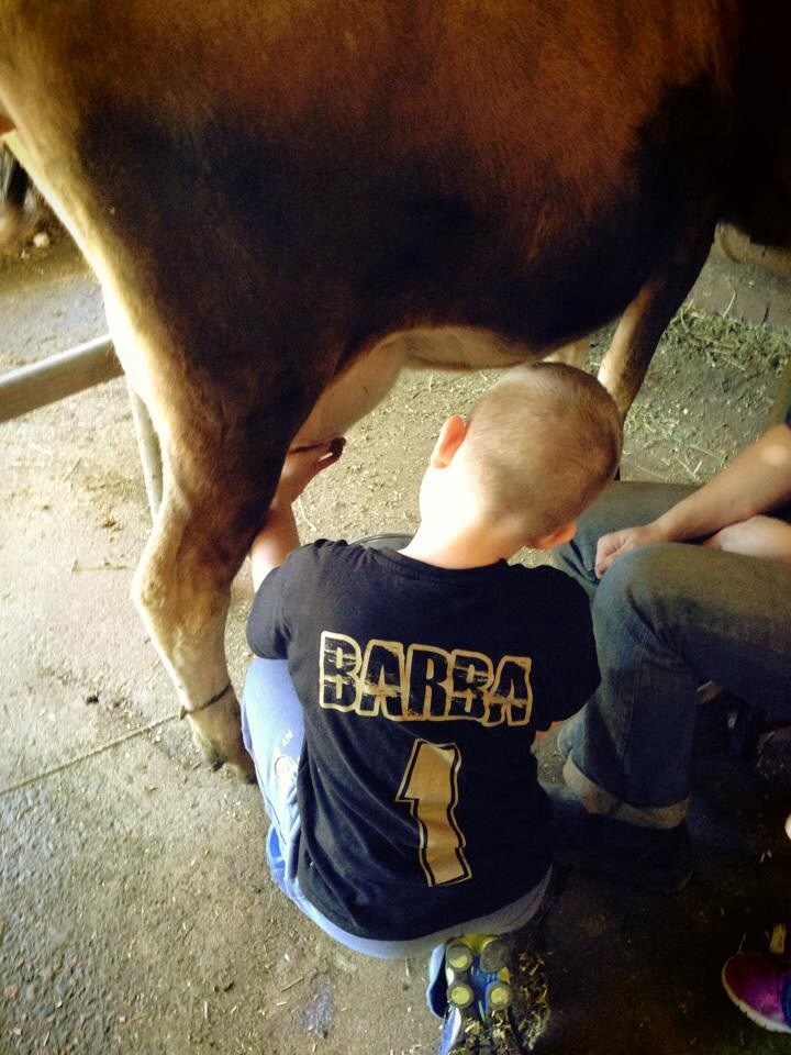 14. Milk a cow by hand - Golden Ridge Animal Farm - The Kid Bucket List