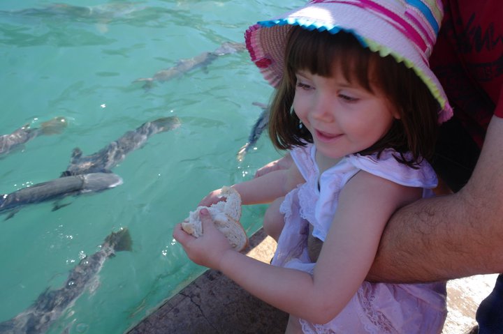 Aquascene : Feeding Wild Fish By Hand in Darwin