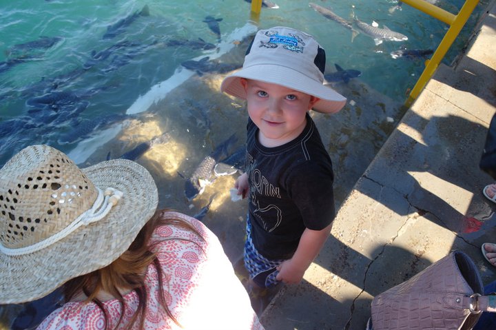 Aquascene : Feeding Wild Fish By Hand in Darwin