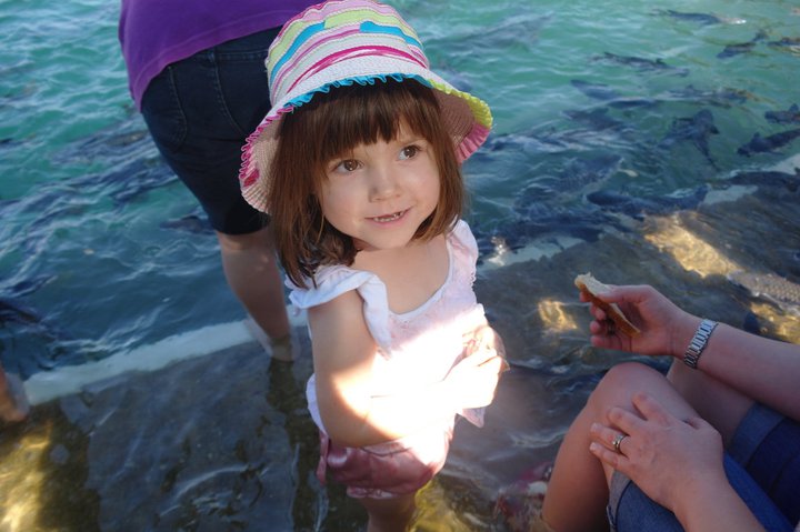 Aquascene : Feeding Wild Fish By Hand in Darwin