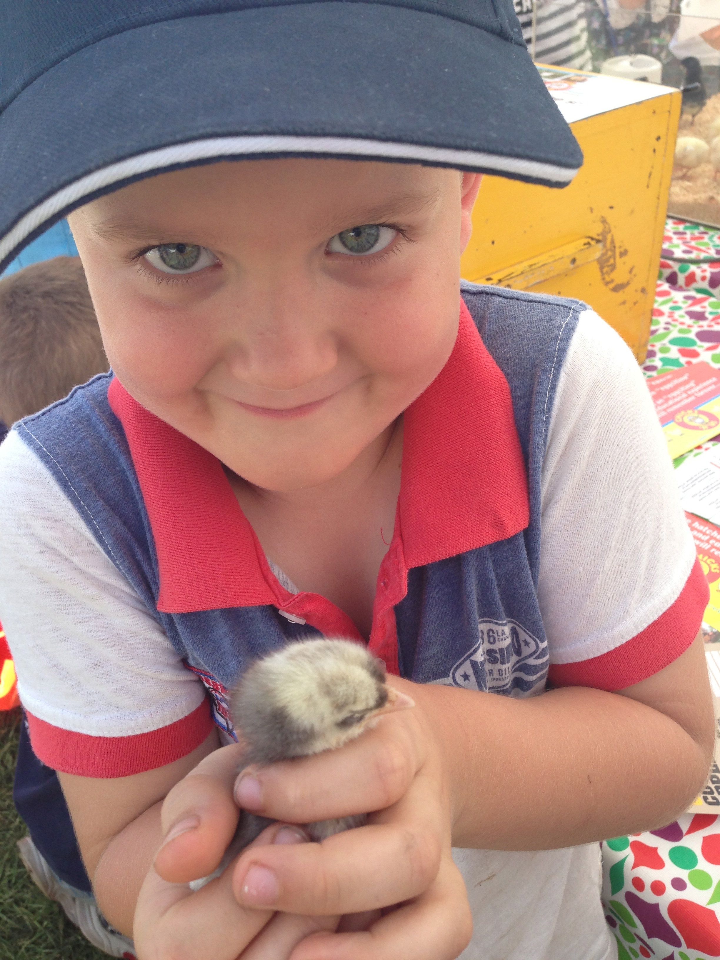 Life Begins : Watching Chicks Hatch From Eggs