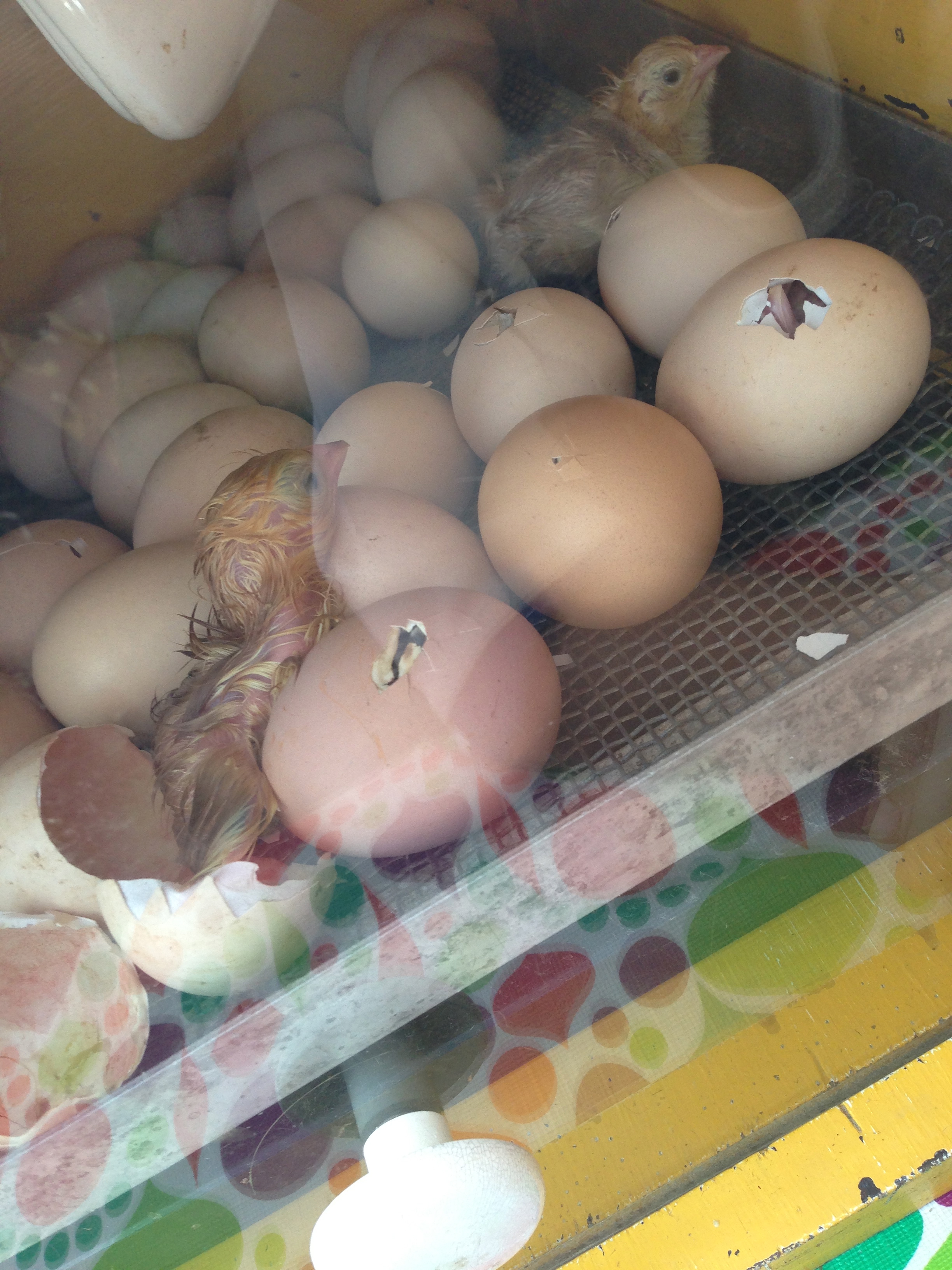 Life Begins : Watching Chicks Hatch From Eggs