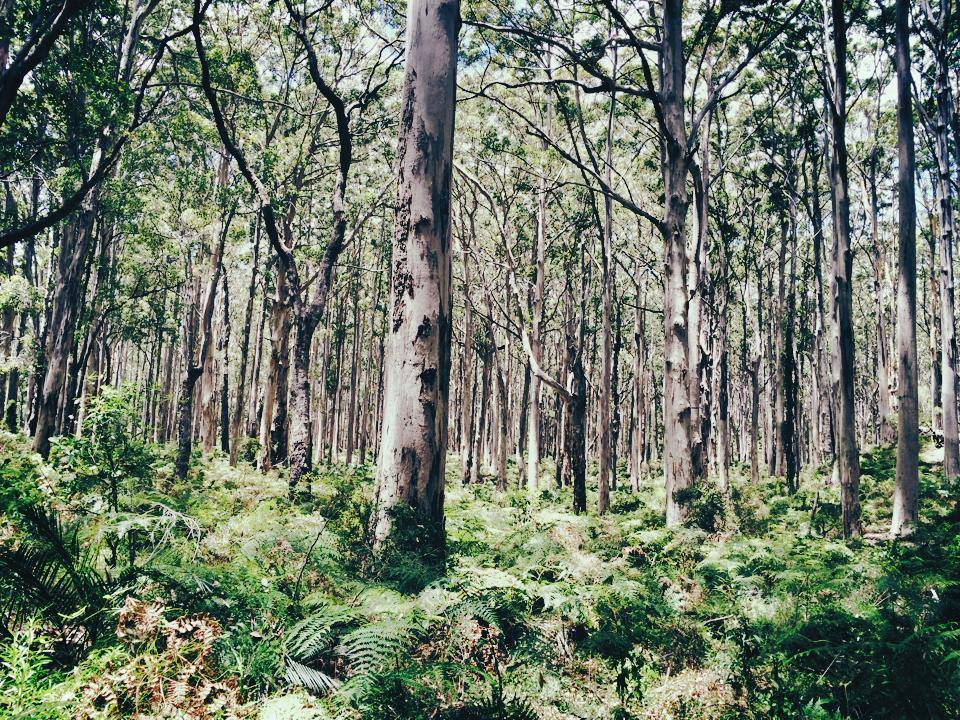 Boranup Forest - A Trip into the Woods of Margaret River