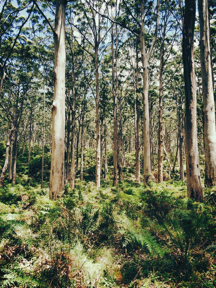 Boranup Forest - A Trip into the Woods of Margaret River