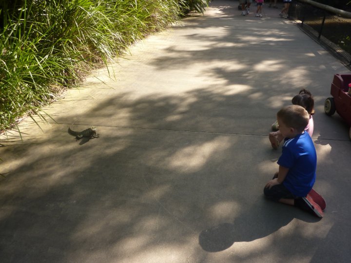 Australia Zoo : Queensland Adventures + A Chance Meeting With Bindi & Robert Irwin