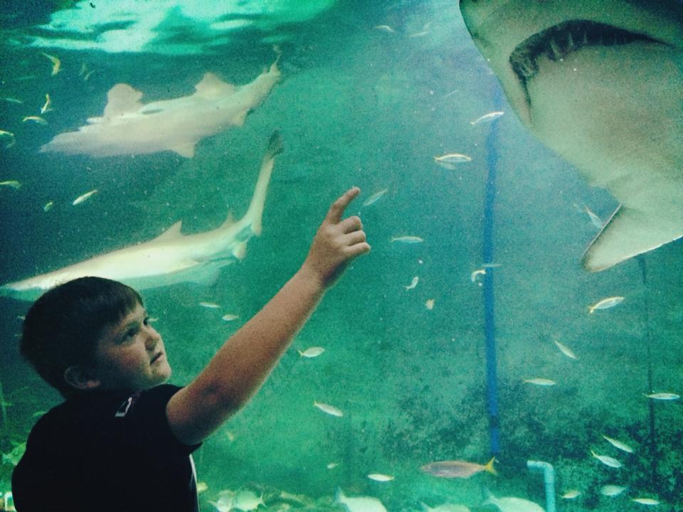 Close Encounters : A Trip to Manly SEA LIFE Sanctuary