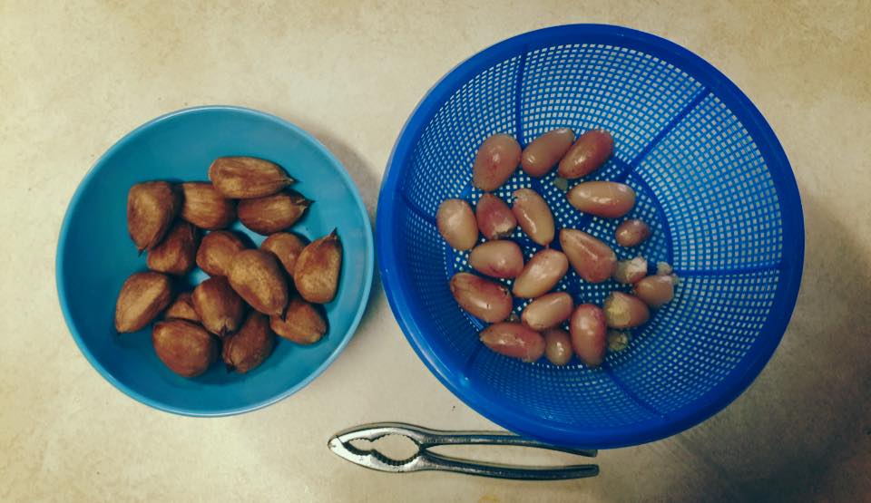 Bush Tucker : Sampling the Bunya Nut