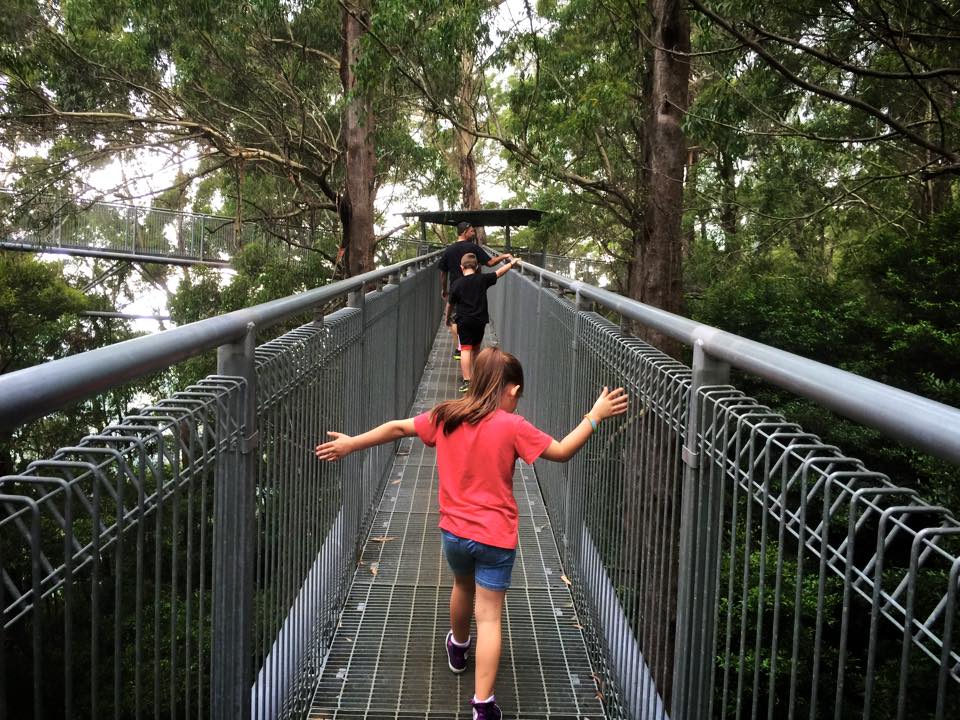 Illawarra Fly Tree Top Walk : Facing a Fear of Heights