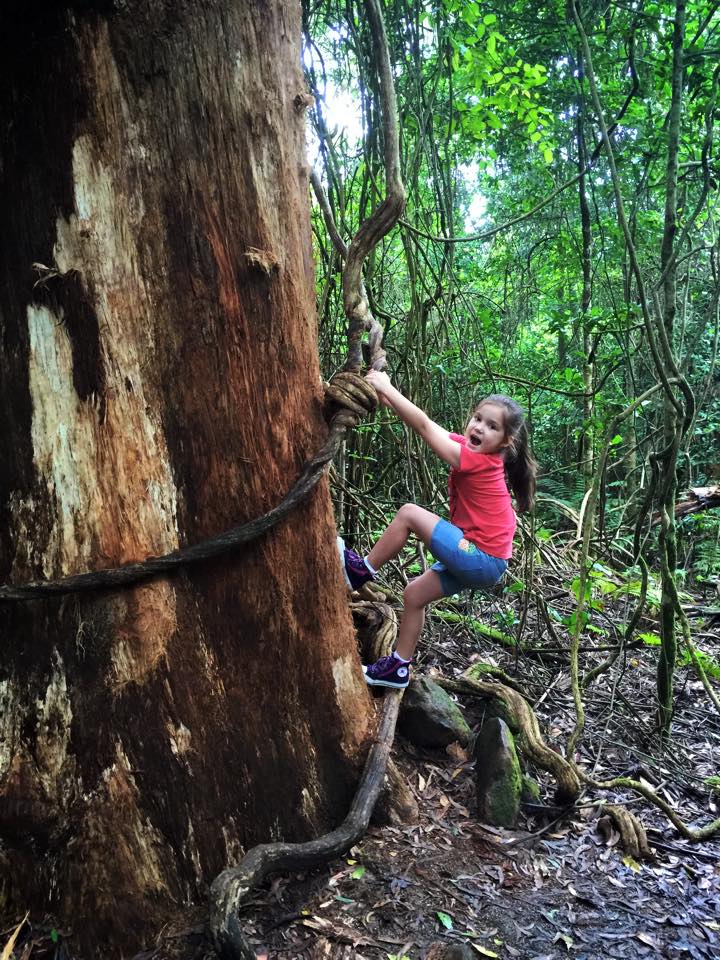 Illawarra Fly Tree Top Walk : Facing a Fear of Heights