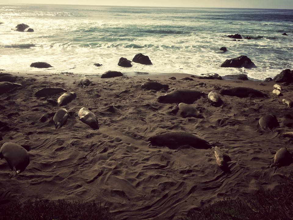A Chance Encounter with Northern Elephant Seals at Piedras Blancas Beach, California