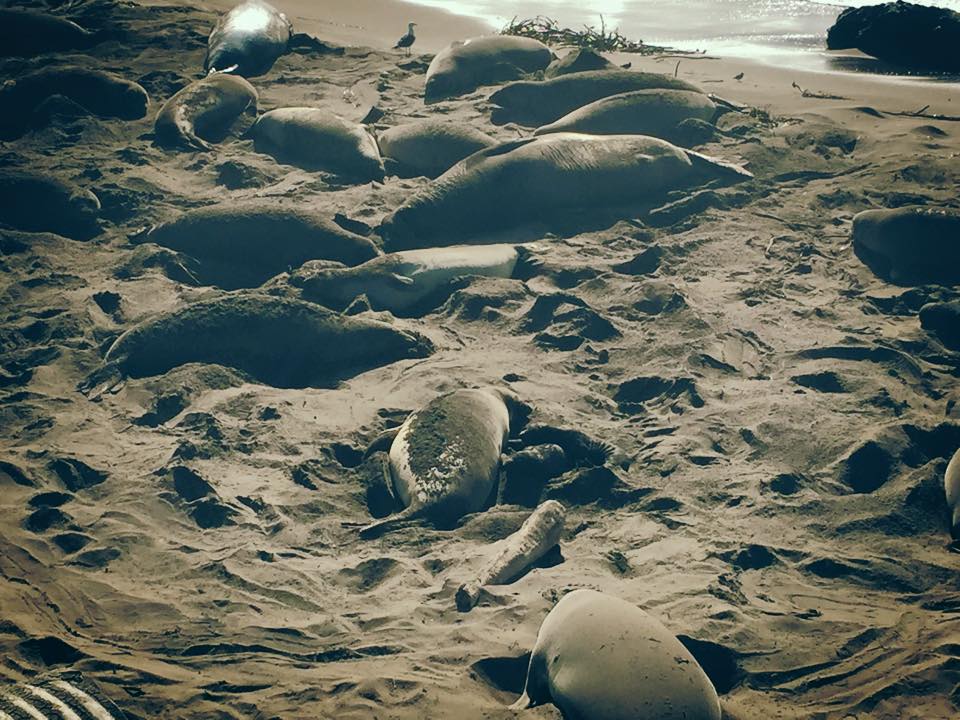 A Chance Encounter with Northern Elephant Seals at Piedras Blancas Beach, California