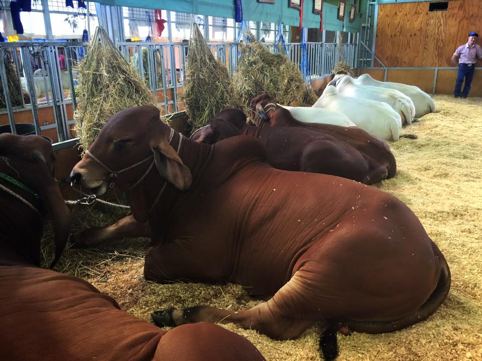 A Day at the Sydney Royal Easter Show : A Family Survival Guide
