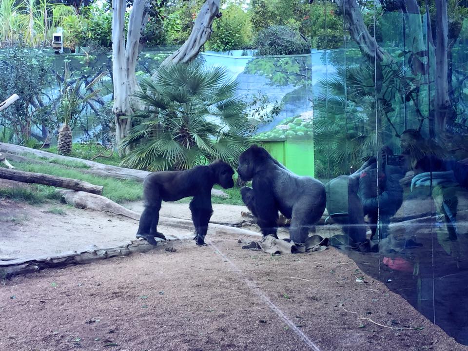 San Diego Zoo With Kids : A Wild Panda Adventure
