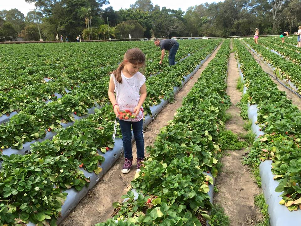 Strawberry Fields Farm : Pick Your Own Delights on the Sunshine Coast