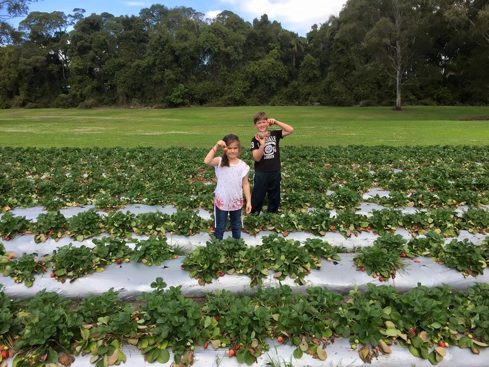 Strawberry Fields Farm Pick Your Own Delights on the Sunshine Coast