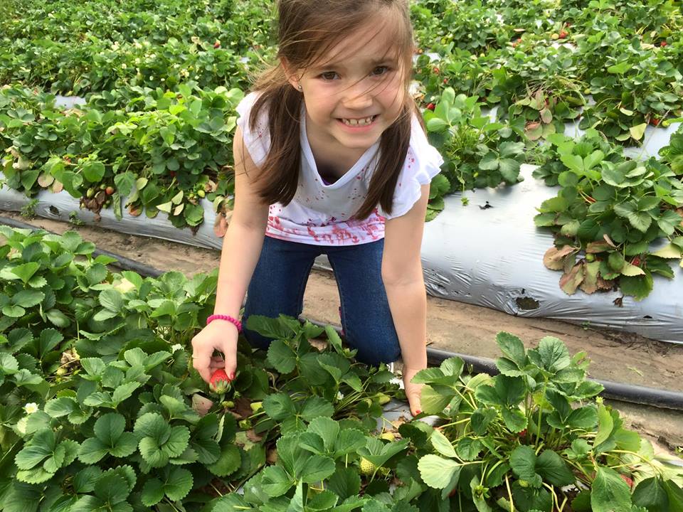 Strawberry Fields Farm : Pick Your Own Delights on the Sunshine Coast