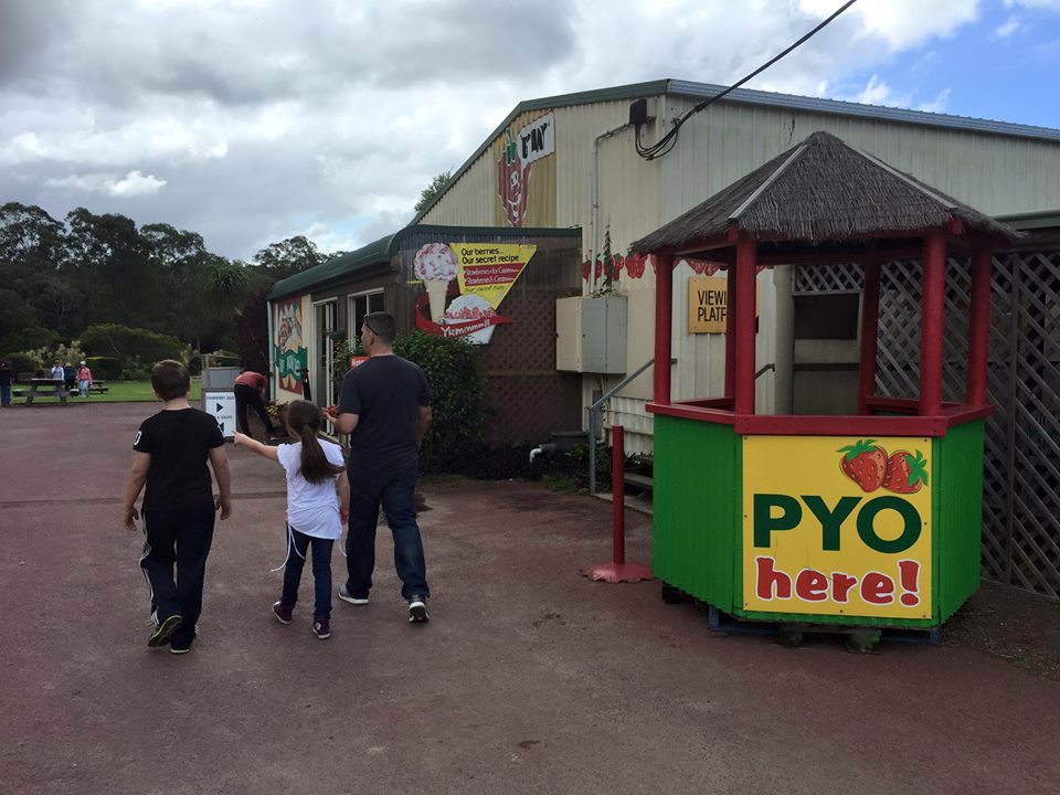 Strawberry Fields Farm : Pick Your Own Delights on the Sunshine Coast