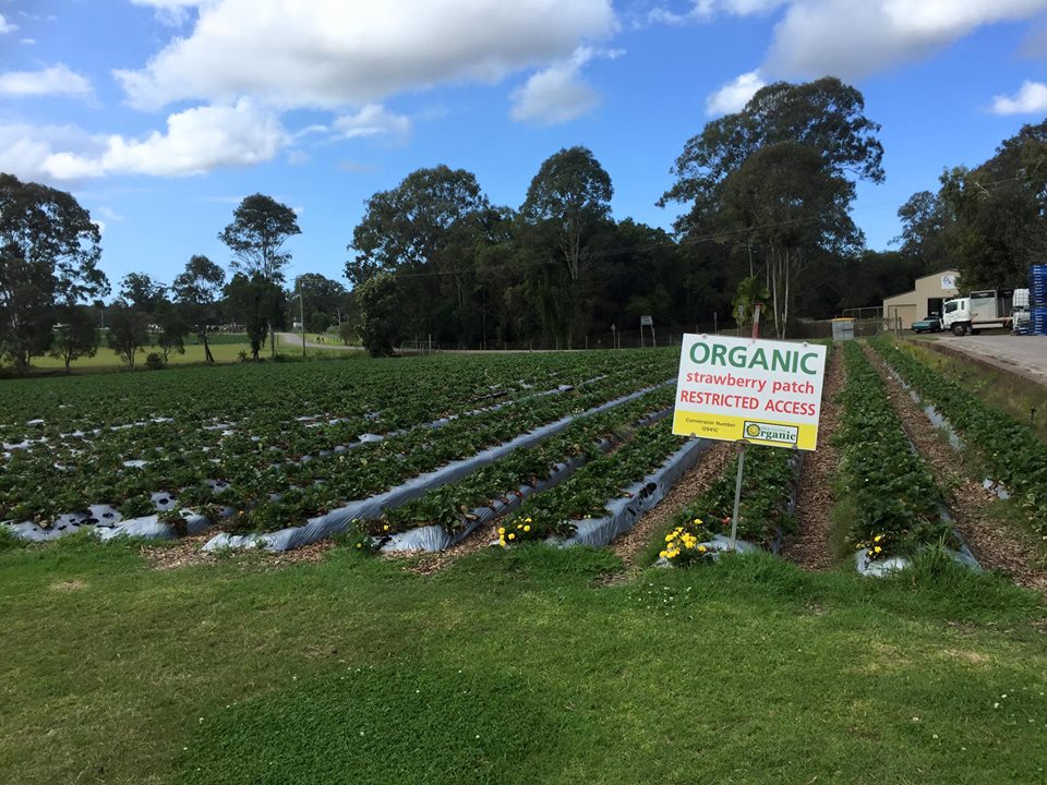 Strawberry Fields Farm : Pick Your Own Delights on the Sunshine Coast