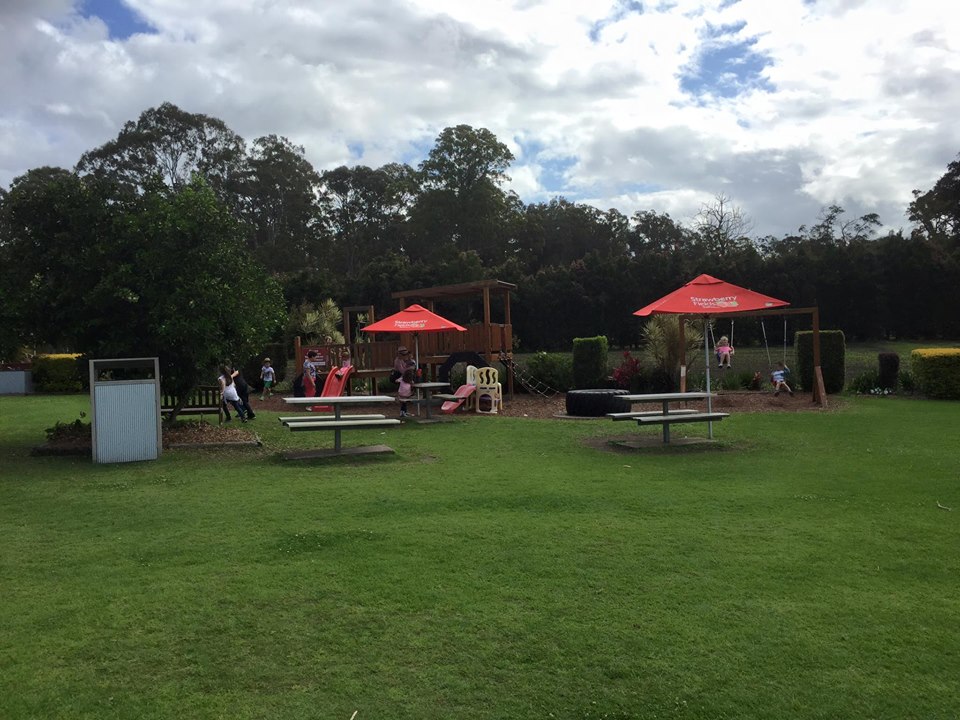 Strawberry Fields Farm : Pick Your Own Delights on the Sunshine Coast