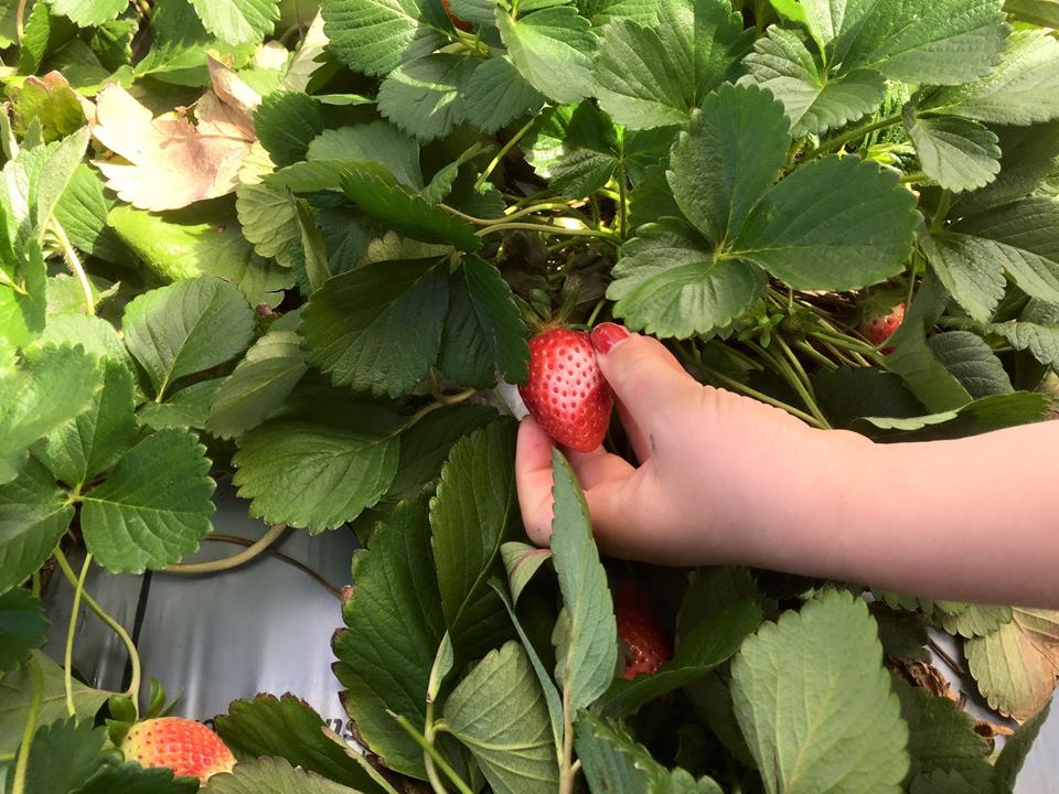 Strawberry Fields Farm : Pick Your Own Delights on the Sunshine Coast