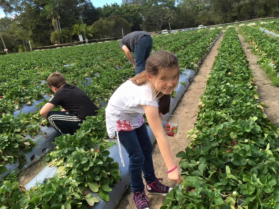 Strawberry Fields Farm : Pick Your Own Delights on the Sunshine Coast