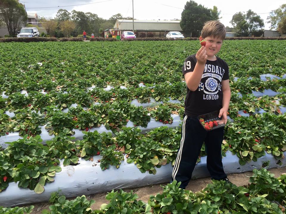 Strawberry Fields Farm : Pick Your Own Delights on the Sunshine Coast