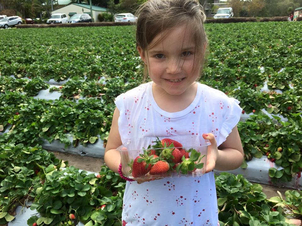 Strawberry Fields Farm : Pick Your Own Delights on the Sunshine Coast