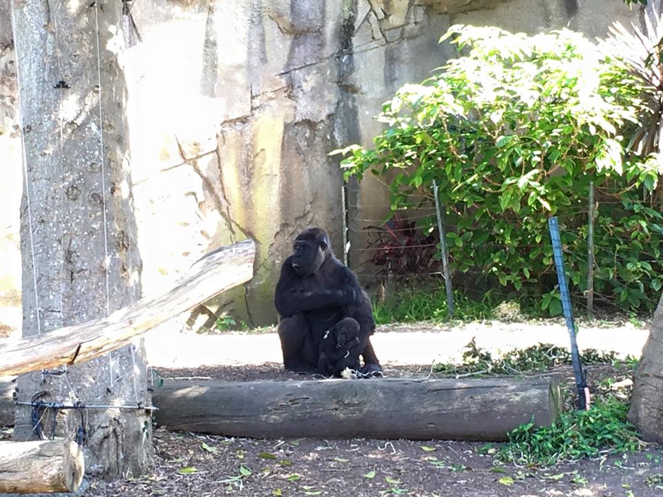 Taronga Zoo : 2016 Education Launch - Celebrating 100 Years of Taronga