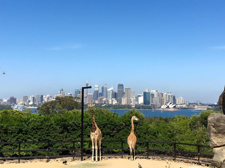 Taronga Zoo : 2016 Education Launch – Celebrating 100 Years of Taronga ...