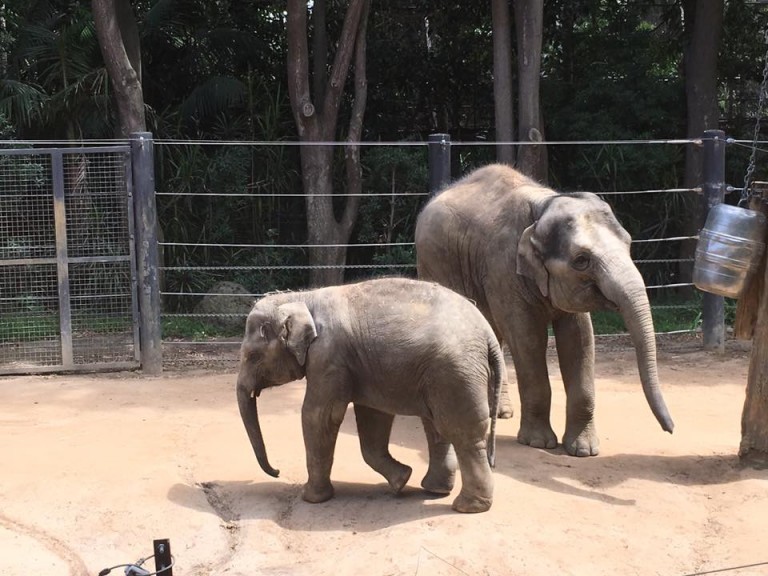 Royal Melbourne Zoo : Close Encounters of the Animal Kind - The Kid ...