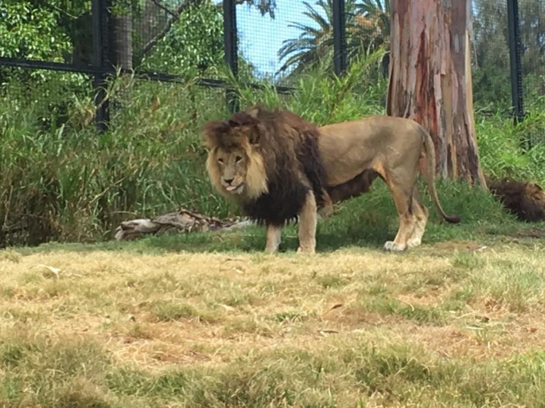 Royal Melbourne Zoo : Close Encounters of the Animal Kind - The Kid