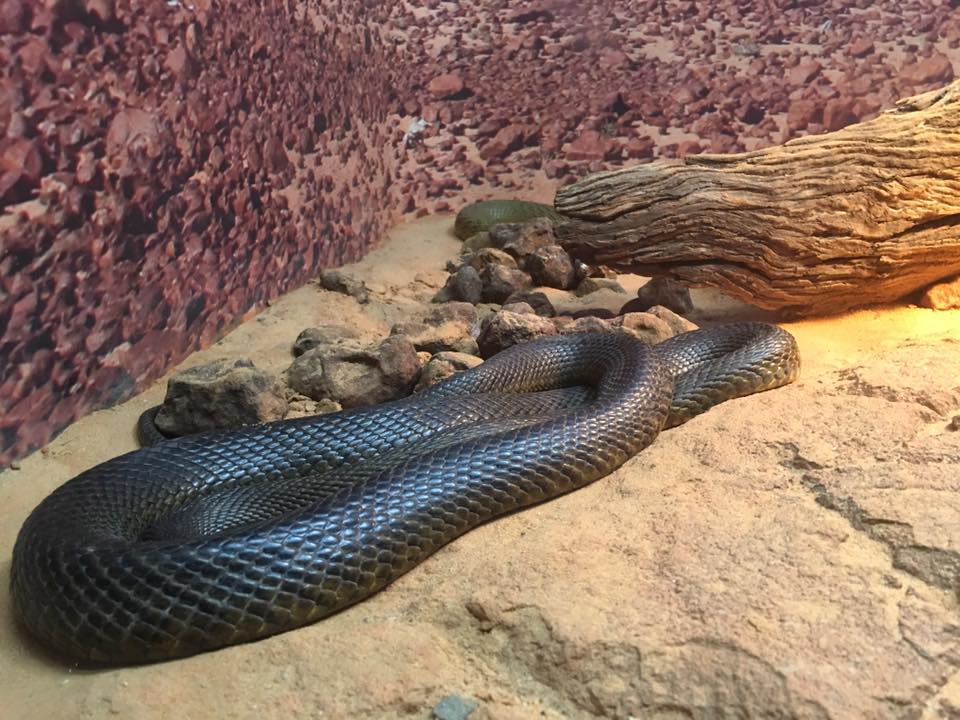 Ballarat Wildlife Park : Up Close With Australian Animals