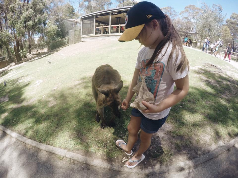 Ballarat Wildlife Park : Up Close With Australian Animals