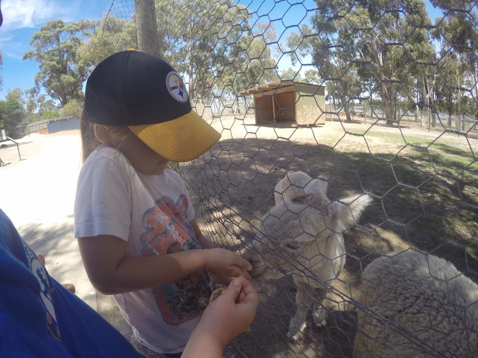Ballarat Wildlife Park : Up Close With Australian Animals