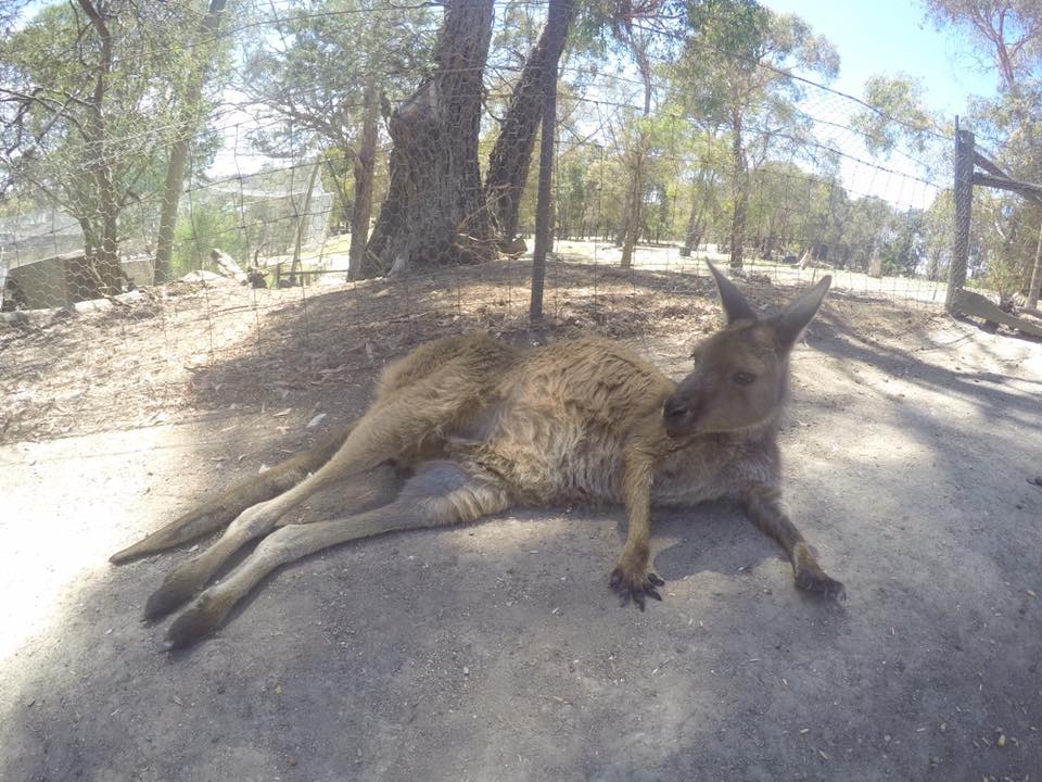 Ballarat Wildlife Park : Up Close With Australian Animals