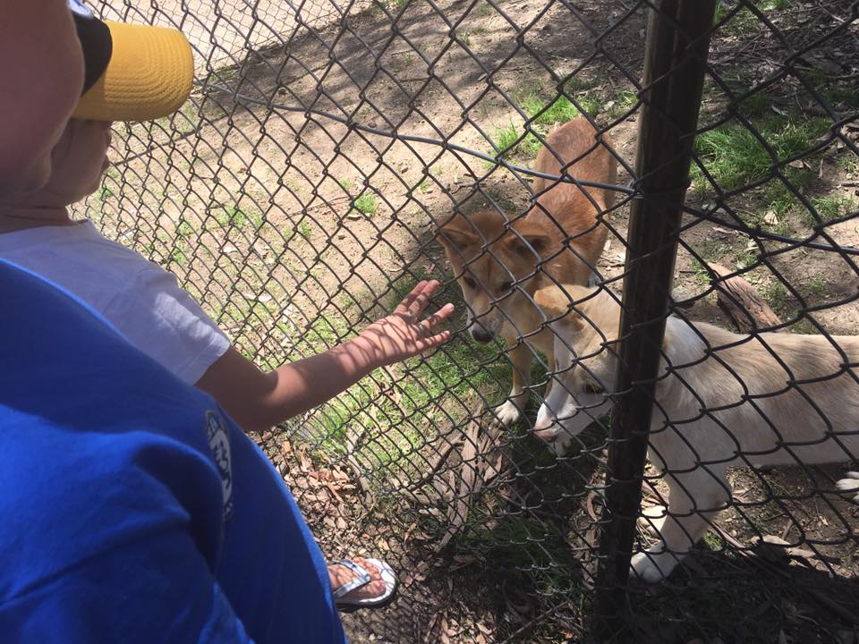 Ballarat Wildlife Park : Up Close With Australian Animals