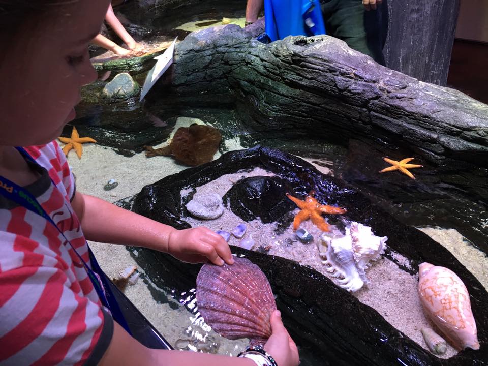 Sea Life Melbourne Aquarium : A Snap Shot of Victoria's Waterlife