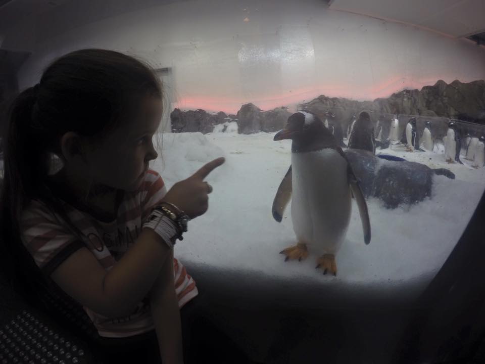 Sea Life Melbourne Aquarium : A Snap Shot of Victoria's Waterlife