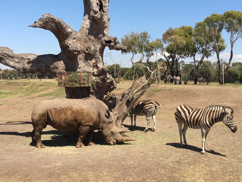 african wildlife safaris australia