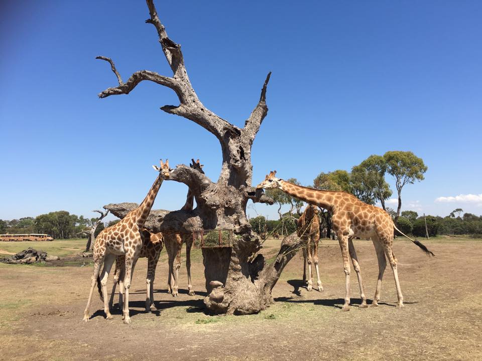 werribee zoo african safari