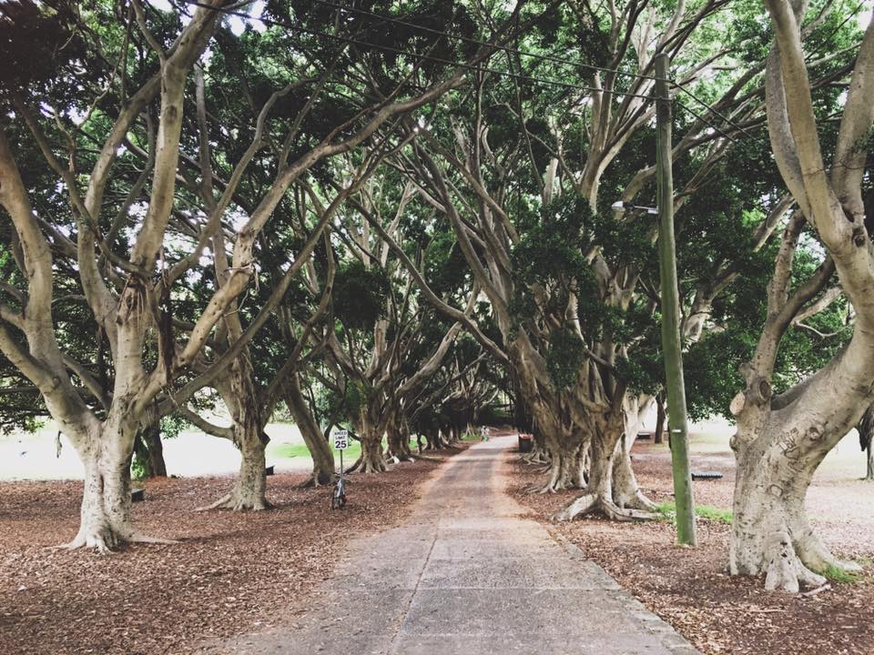 Shark Beach - Nielsen Park : A Family Friendly Sydney Beach