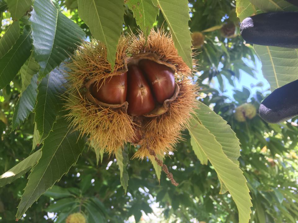 Kookootonga Nut Farm : Chestnut Picking at Mount Irvine