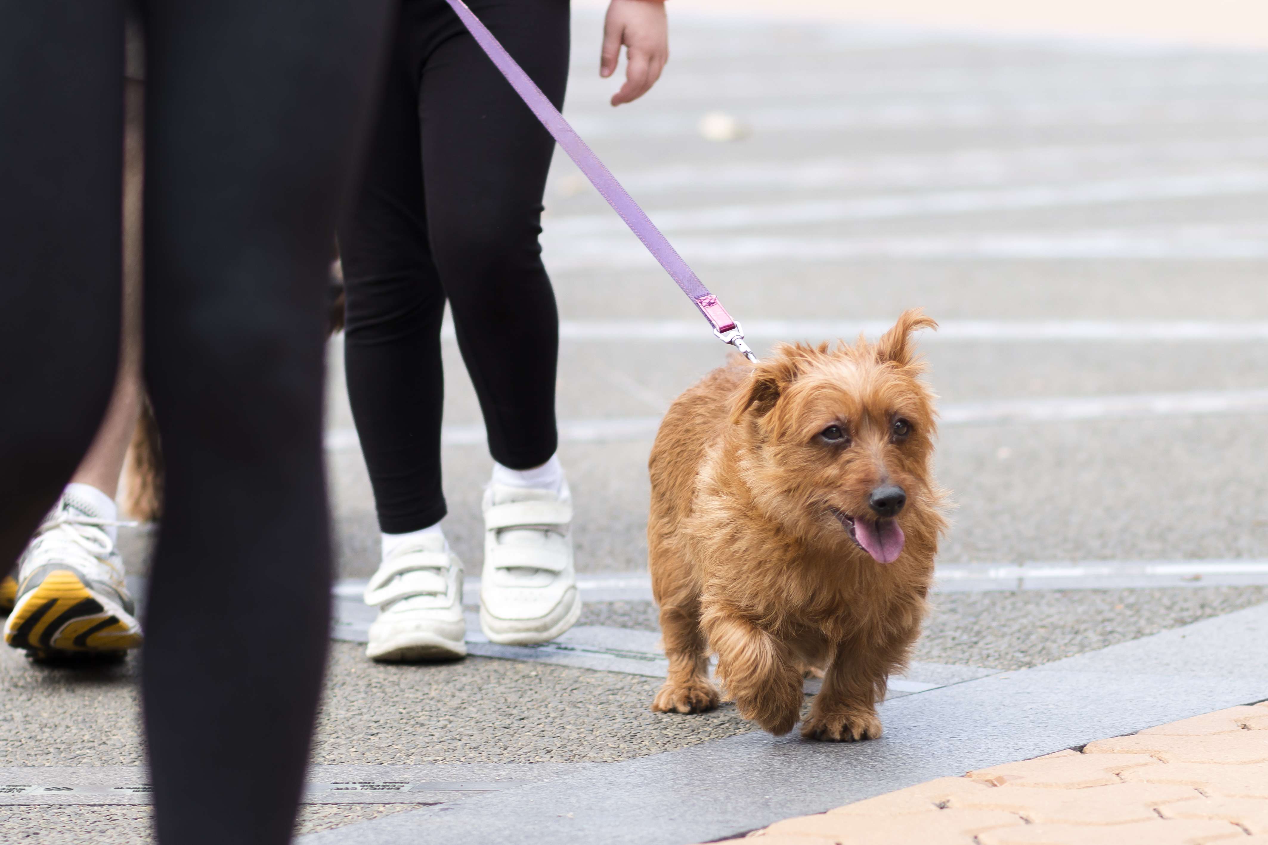 RSPCA Million Paws Walk : A Doggie Day Out