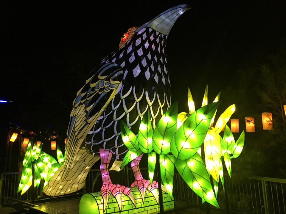 Vivid Sydney at Taronga Zoo - The Best Vivid Experience